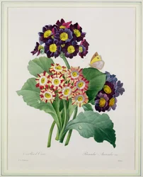 Primula auricula, graviert von Victor, aus 